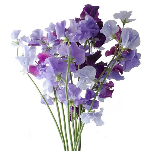 SWEET PEAS MOON MIX