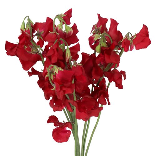 SWEET PEAS PARFUM DEEP RED