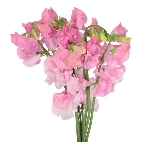 SWEET PEAS PARFUM PASTEL PINK