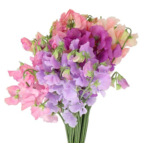 SWEET PEAS PASTEL MIX (COLS MAY VARY)