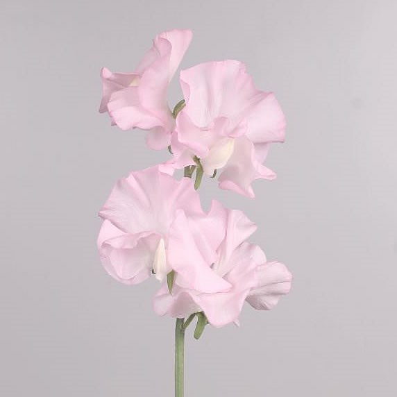 SWEET PEAS PINK