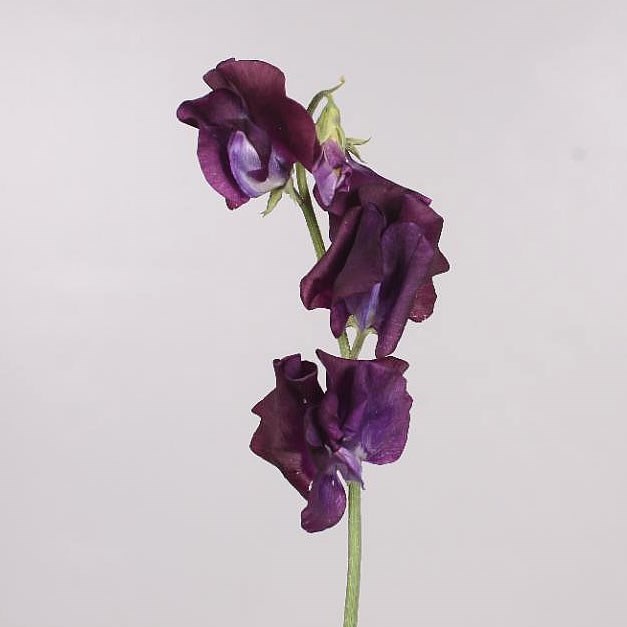 SWEET PEAS PURPLE