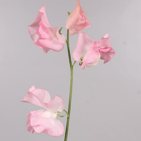 SWEET PEAS SALMON