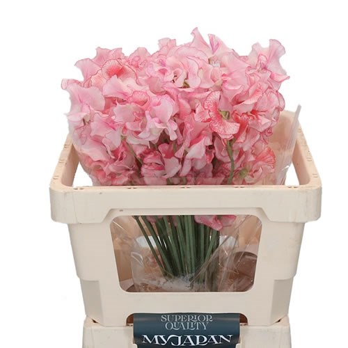 SWEET PEAS SHIBORI PINK (JAPAN)