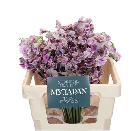 SWEET PEAS SHIBORI PURPLE (JAPAN)