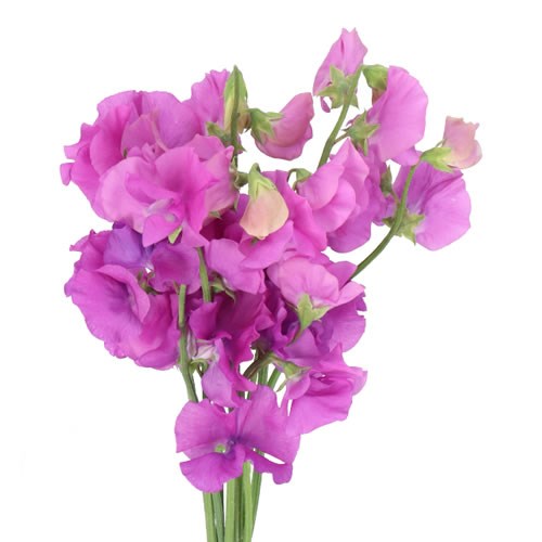 SWEET PEAS SUNSHINE MAUVE