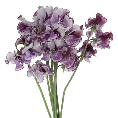 SWEET PEAS WEDDING BLUE
