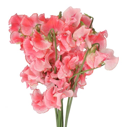 SWEET PEAS WEDDING PINK