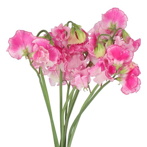 SWEET PEAS WEDDING ROSE