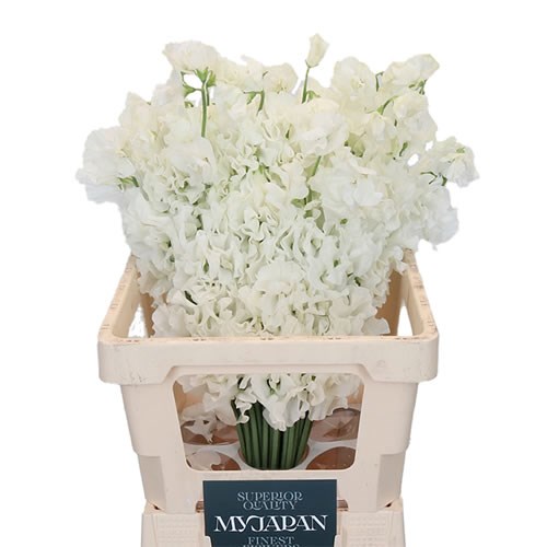 SWEET PEAS WHITE (JAPAN)