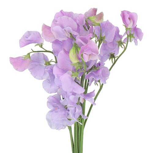 SWEET PEAS WINTER SUNSHINE LAVENDER