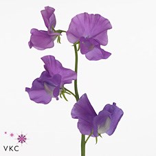 SWEET PEAS WINTER SUNSHINE MAUVE
