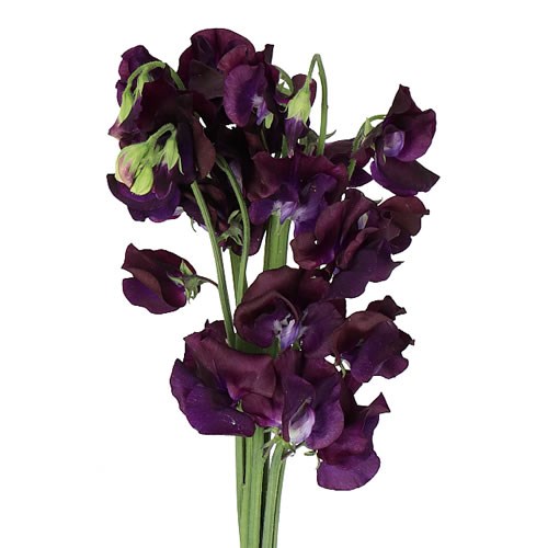 SWEET PEAS WINTER SUNSHINE NAVY