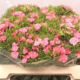 SWEET WILLIAMS AMAZON PINK MAGIC