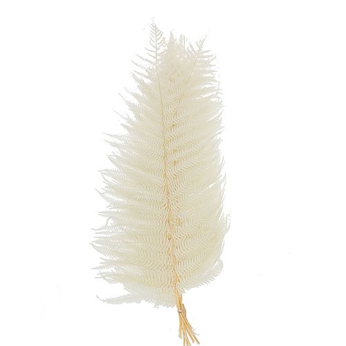 SWORDFERN PRESERVED & BLEACHED