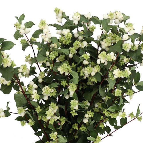 SYMPHORICARPOS MAGIC MILKY WAY