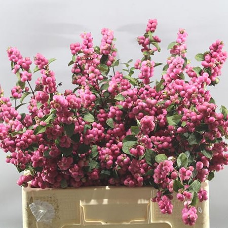 SYMPHORICARPOS MAGIC TEMPTATION