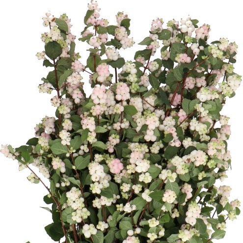 SYMPHORICARPOS MAGICAL AUTUMN BLUSH
