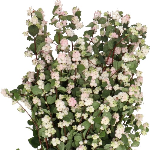 SYMPHORICARPOS MAGICAL AUTUMN BLUSH