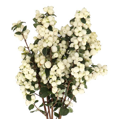 SYMPHORICARPOS MAGICAL GREEN FALLS