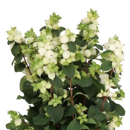 SYMPHORICARPOS MAGICAL LEMON LIME