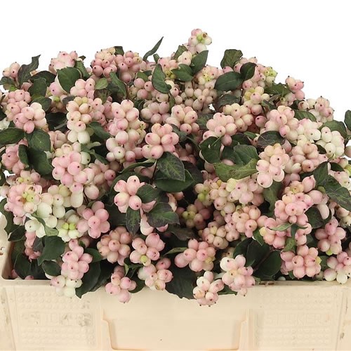SYMPHORICARPOS MAGICAL MANDY