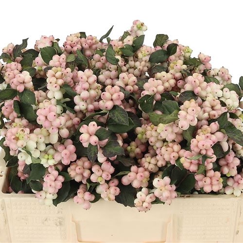 SYMPHORICARPOS MAGICAL MANDY