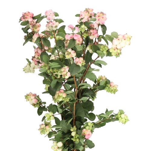 SYMPHORICARPOS MAGICAL MELODY
