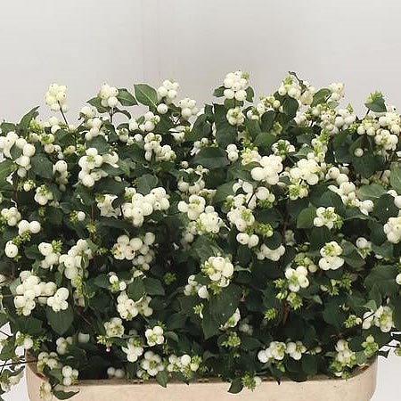 SYMPHORICARPOS MAGICAL MILKY WAY
