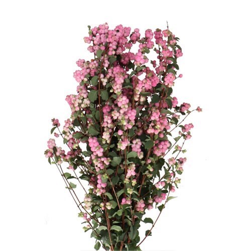 SYMPHORICARPOS MAGICAL PINK ELEGANCE