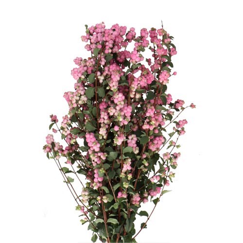 SYMPHORICARPOS MAGICAL PINK ELEGANCE