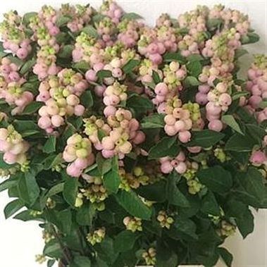 SYMPHORICARPOS MAGICAL PRIDE