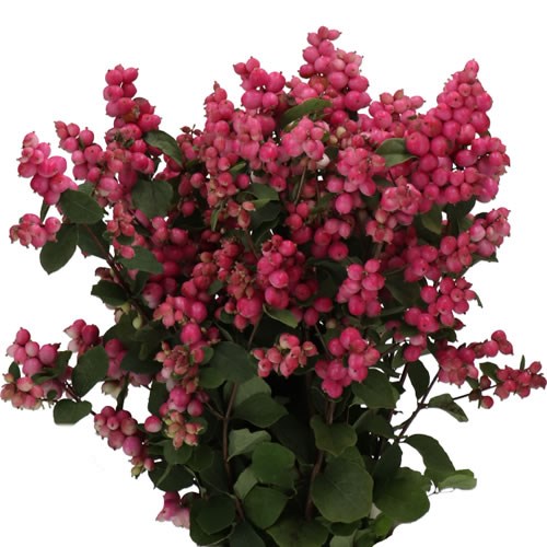 SYMPHORICARPOS MAGICAL RUBY CASCADE