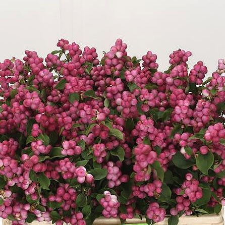 SYMPHORICARPOS MAGICAL TEMPTATION