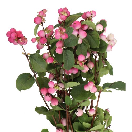 SYMPHORICARPOS MAGICAL TEMPTATION