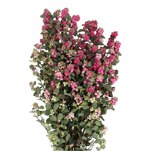 SYMPHORICARPOS MAGICAL TREASURE