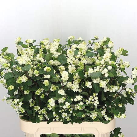 SYMPHORICARPOS MAGICAL WHITE DREAM
