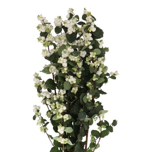 SYMPHORICARPOS MAGICAL WHITE DREAM