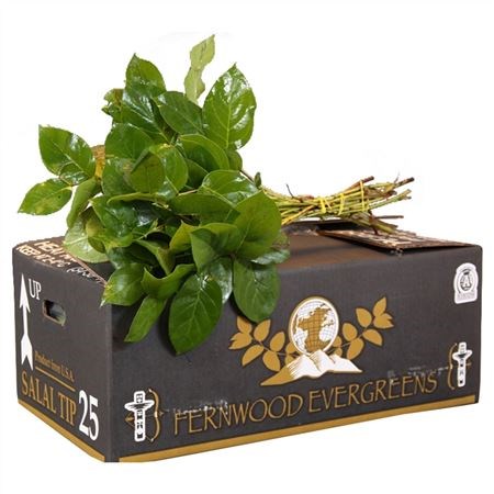 Salal Tips (Mount Helen)