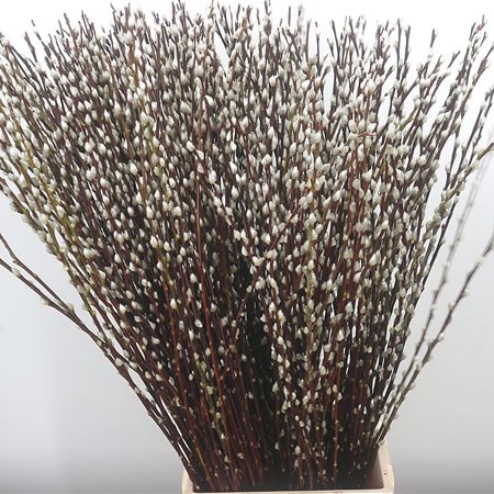 Salix Pussy Willow