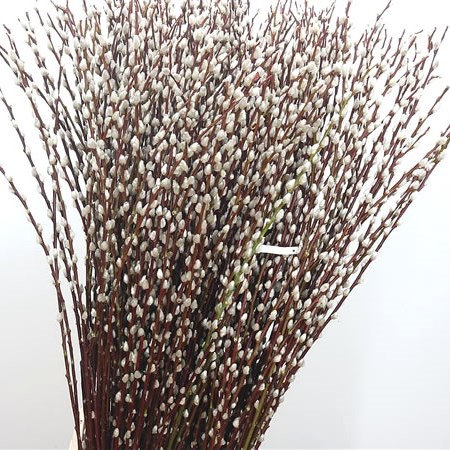 Salix Pussy Willow