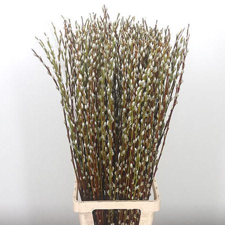 Salix Pussy Willow