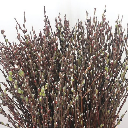Salix Pussy Willow Green Flake