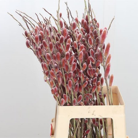 Salix Pussy Willow Red Passion