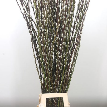 Salix Pussy Willow White Snowflake
