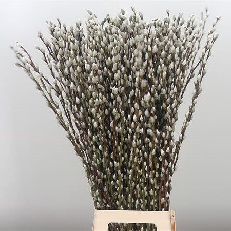 Salix Pussy Willow White Snowflake