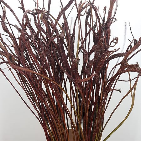 Salix Sachelinensis Sekka