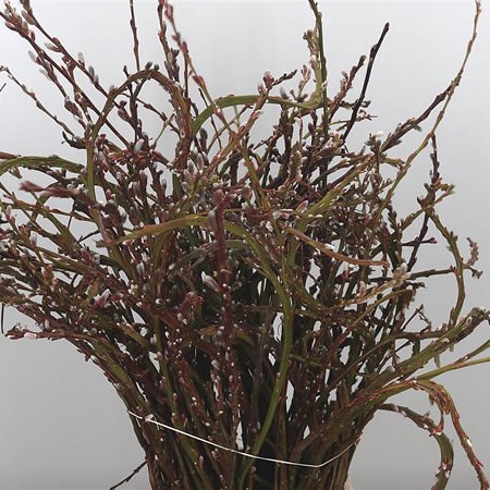 Salix Sachelinensis Sekka