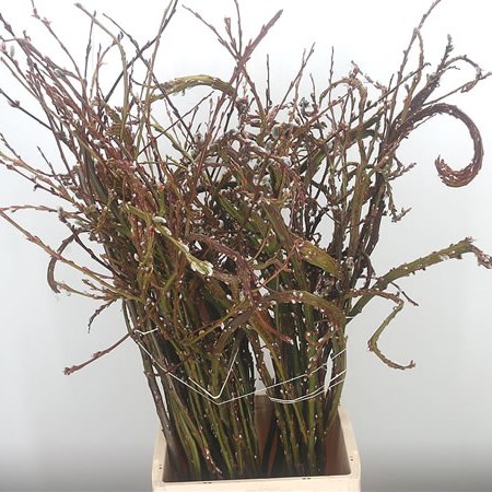 Salix Sachelinensis Sekka