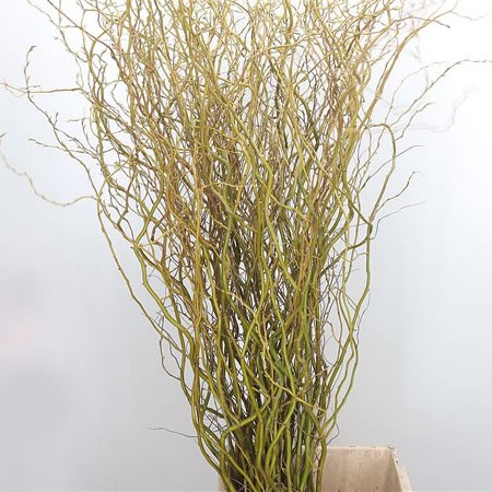 Salix (Willow) Caradoc Yellow